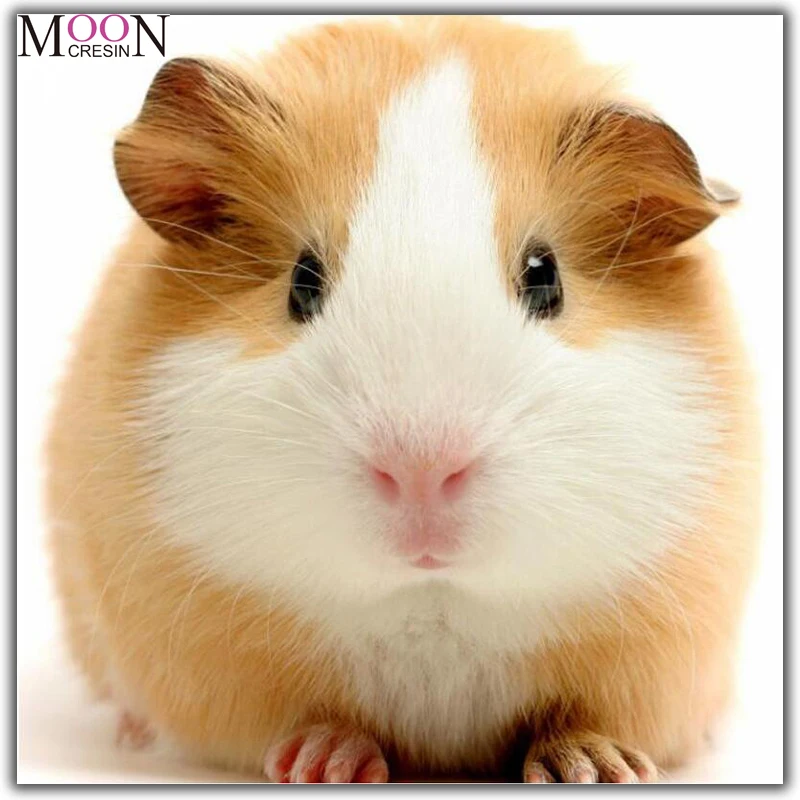 MOONCRESIN Diy алмазная живопись вышивка крестиком Cavia Porcellus Алмазная мозаика полная