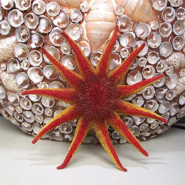 red sun sea star01