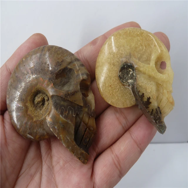 Cheap 2PCS NATURAL Conch fossil Crystal 32947217760LL HEALING T1120 Cheap 2PCS NATURAL Conch fossil Crystal 32947217760LL HEALING T1120