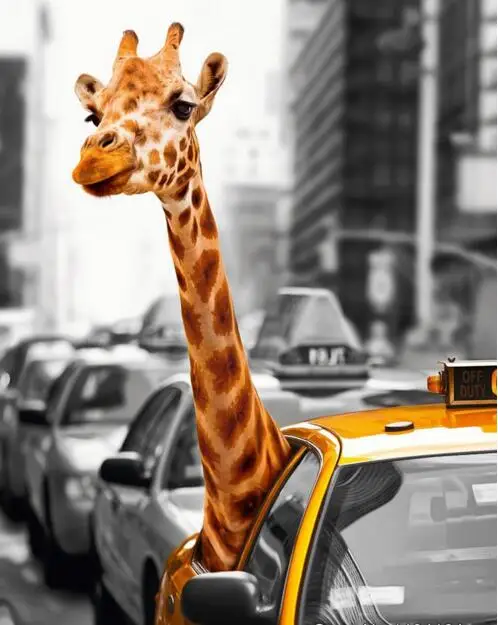 

H124 diamond painting new york street,daimond painting full square,5d embroidery, diamond painting giraffe