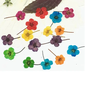 

Small Narcissus with Stem Dried flower For bookmark material free shipment 100pcs