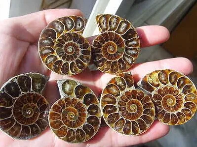 Best Offers 90g 3 pairs of Split Ammonite Fossil Specimen Shell Healing Madagascar 