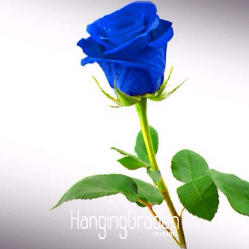

Loss Promotion!Blue Rose Fragrant Gardens Flowering Plants Strong, Blue Dragon rose, Blue Rose Bonsai 150 Pcs/Pack,#B3J4H1