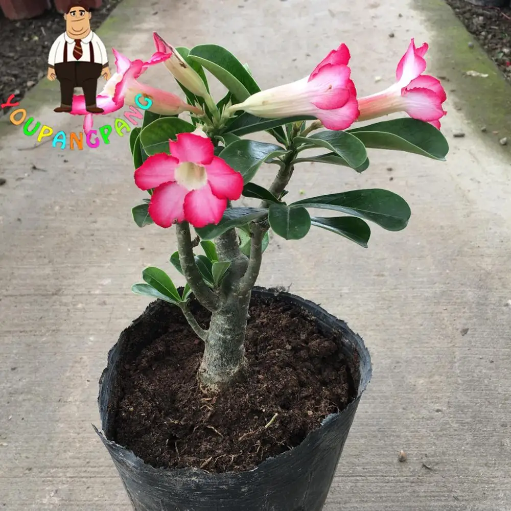 Bulbo Rosa Del Deserto - Adenium Obesum - Pianta Grassa Da Giardino O Bonsai - Foto 13