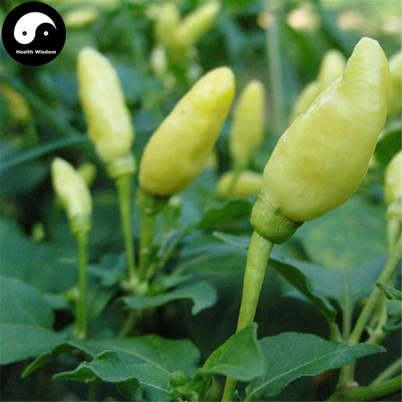 

Buy Yellow Hot Chili Semente 100pcs Plant Pepper Vegetables Yunnan Super Chili