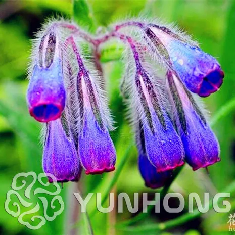 

Sales!Comfrey Bonsai Perennial 100PCS Bonsai Grass Burning Bush Comfrey Bonsai Red Garden Ornamental easy grow