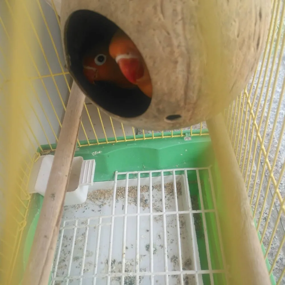 Кокосовая птица игрушка дом гнездо палатка для животных лестница Cockatiel Conure Parakeet ручной работы попугай дом подходящая лестница