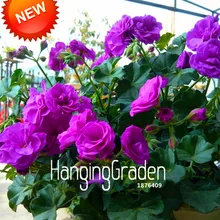 Big Promotion!20 Pcs/Bag Purple Univalve Geranium Seeds Perennial Flower Seeds Pelargonium Peltatum Seeds for Rooms,#1S4MEB
