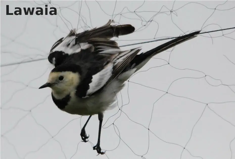 

Lawaia Wholesale Special Anti-bird Netting Orchard Fence Net Transparent Grape Breeding Net Dragonfly Balloon