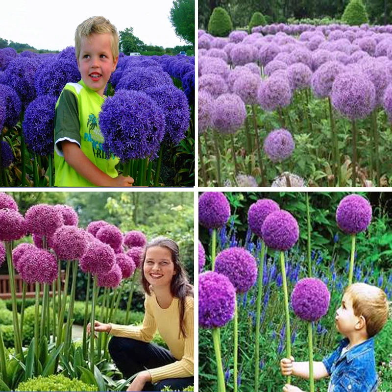 11 11mix colors 100 pcs giant allium giganteum seeds 11 11mix colors 100 pcs giant allium giganteum seeds