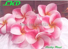 7 15inch Rooted Plumeria Plant Thailand Rare Real Frangipani Plants no86 elsie