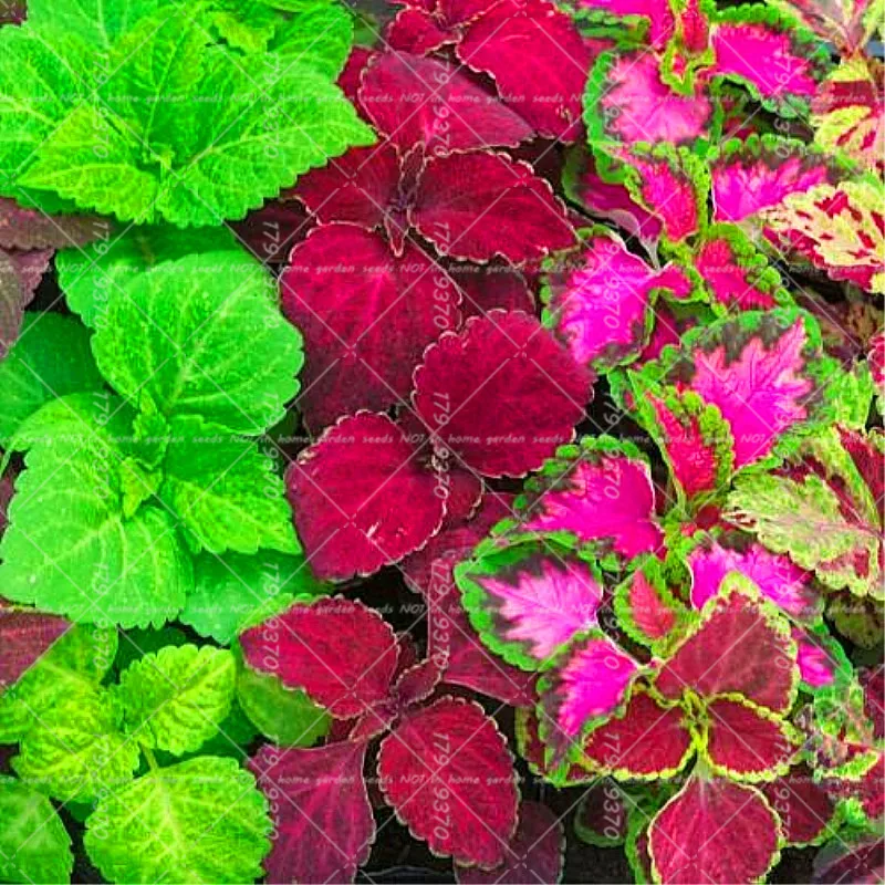 

100 Pcs Chinese Bonsai Coleus flower Bonsai Foliage Plants Perfect Color Houseplants For Mini Garden Watch Plante