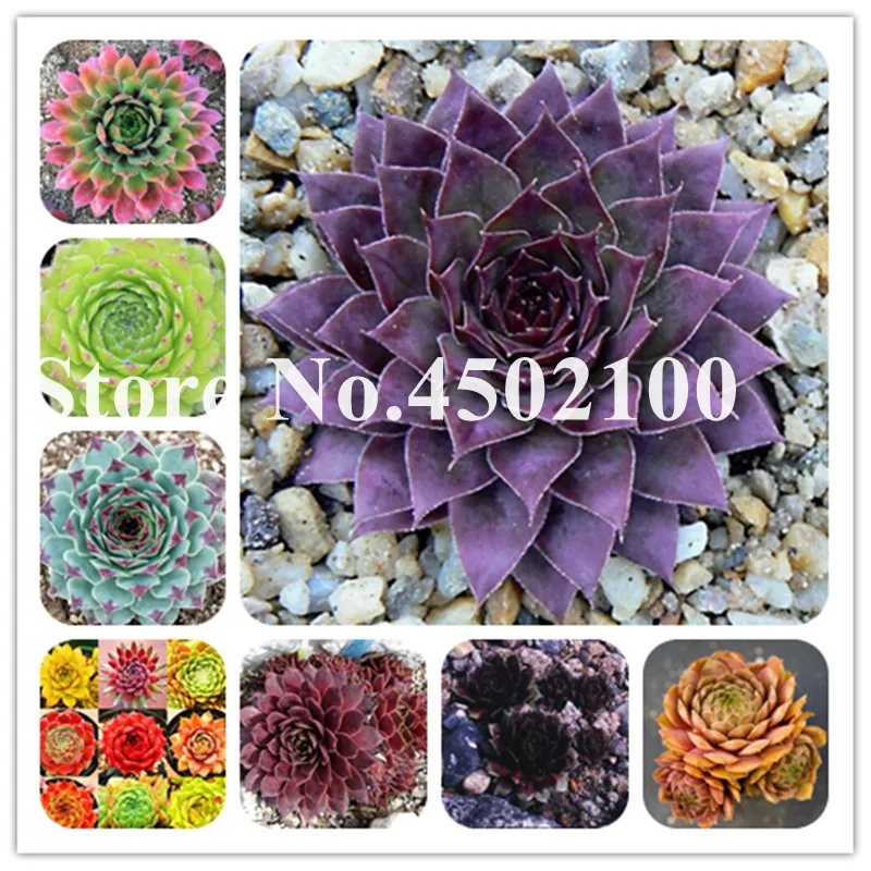 200 шт. Sempervivum бонсай, Радуга Пособия по немецкому языку импорт цветы в горшках бонсай из суккулентов излучения мясистые растений для дома сад