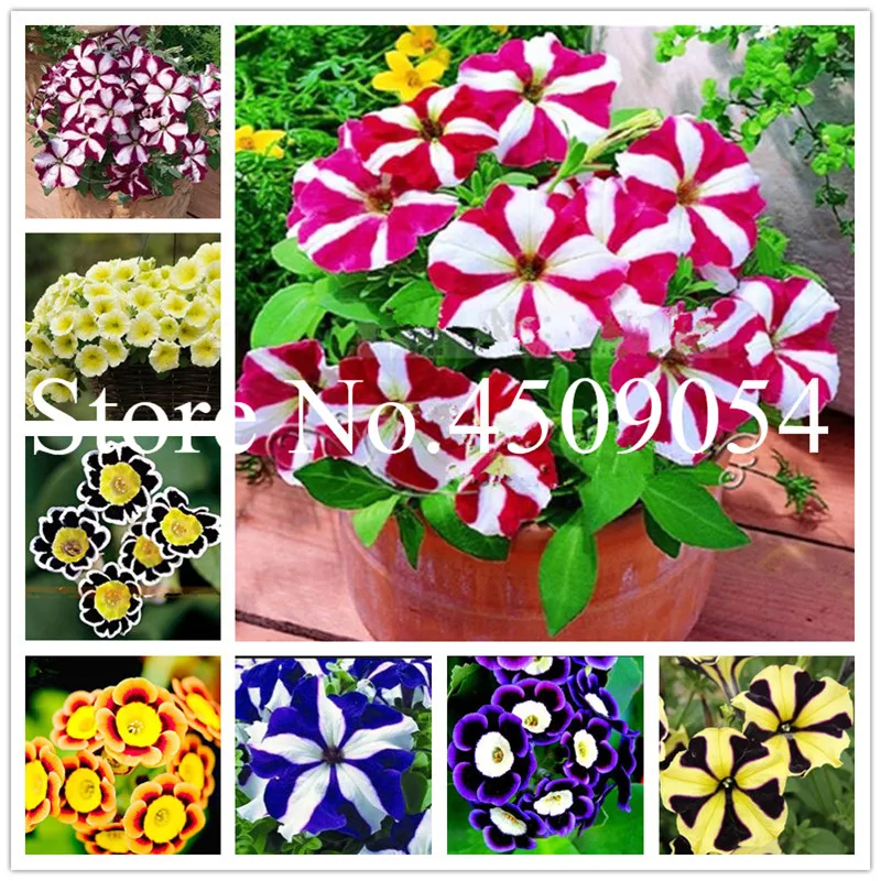 

100 Pcs Hanging Petunia Seedsflower Blue Morning Glory Bonsai, Rare Color Petunia Flower,Bonsai Plant for Home Garden Decoration