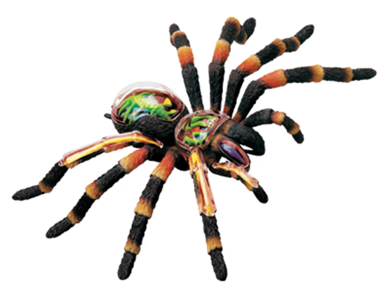 

Fashion Educational Designer Toys 4D Animals Bugs Insects Master Simulation DIY Anatomical model for Children mkd3 Spider Puzzle