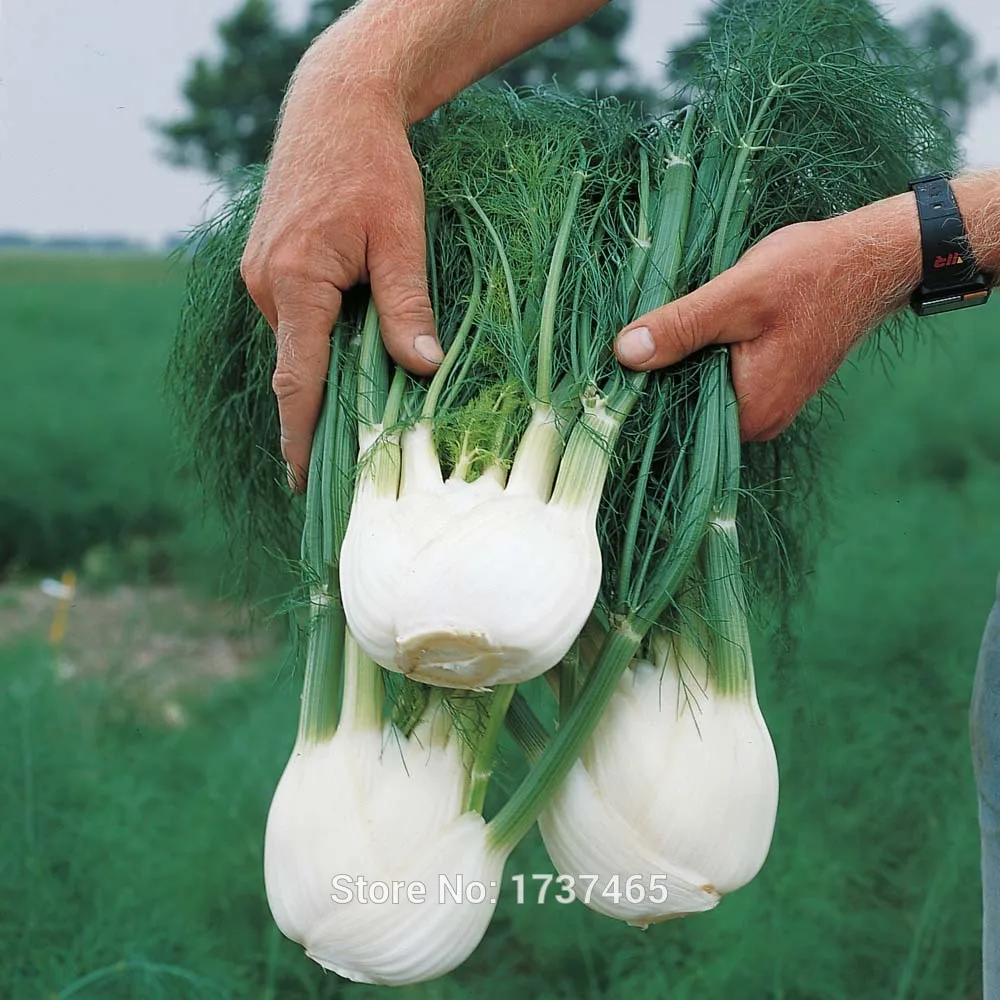 

Real 20pcs Foeniculum vulgare,Florence Fennel, Sweet Fennel bonsai organic home & garden free shipping