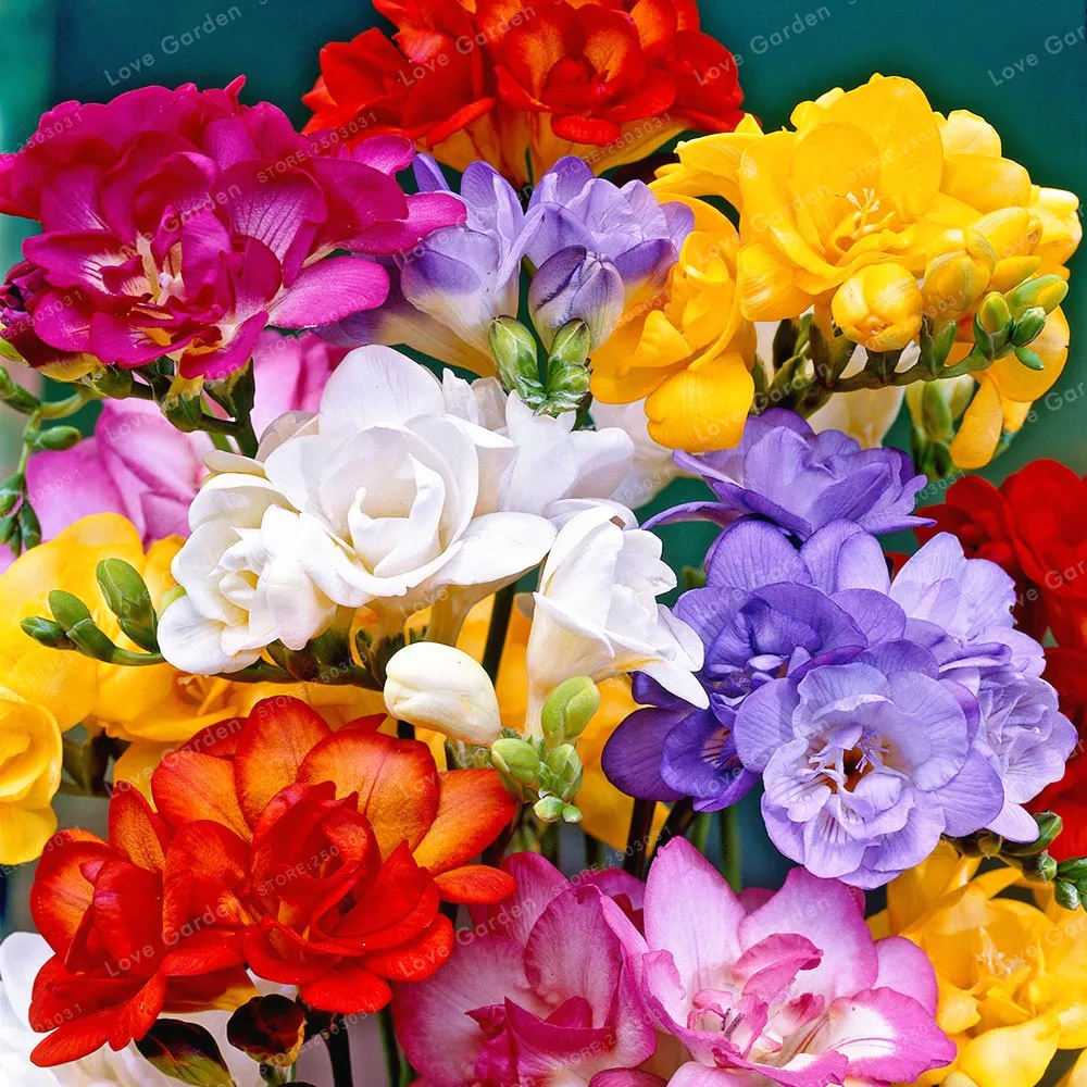 

50 Pcs Freesia plant True Rare Orchid So Beautiful Bonsai Flower Plant Potted Fresh plant Root Kid Gift