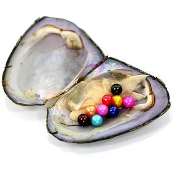 

New Party Fun Freshwater Pearls One Shells Vacuum Packed Natural 9 Pearls Round Pearl Oysters Big Monster Oysters Gift FR047