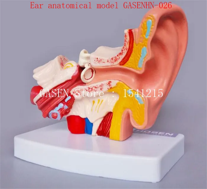 

Human ear anatomical model Inner ear structure auditory system Principles of listening Teaching Ear anatomical model GASENHN-026
