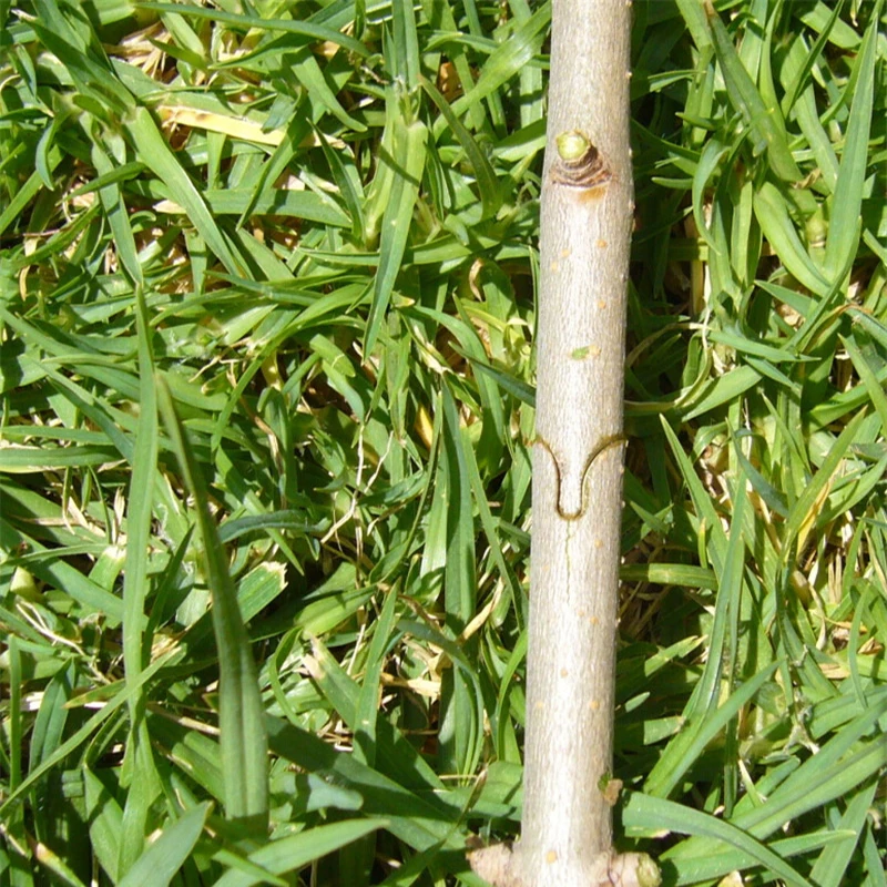 QUK Pruning Shears Pliers Chopper Fruit Tree Grafting Gardening Tools Scissor Grafting Vaccination Secateurs Cutting Tool6