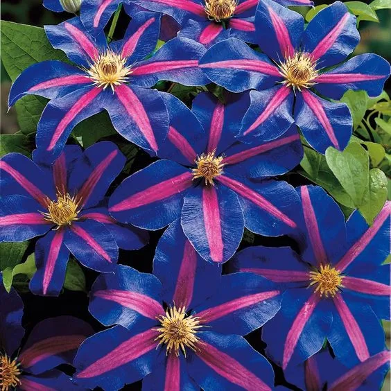 

100flores/bag climbing clematis bonsai,perennial courtyard bonsai flower plants for home garden