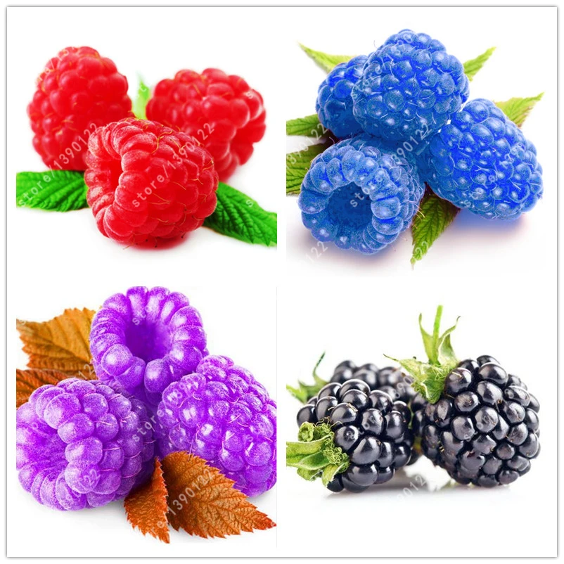 Online Buy Wholesale blue raspberry from China blue raspberry Wholesalers