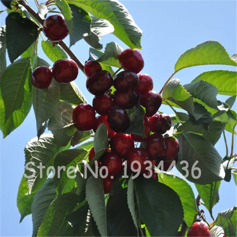 30 Pcs America Cherry Organic Fruit Plantas Bonsai Sweet Cherries Frutas Tree Grove Mini Garden Decoration Plantas Tropicales