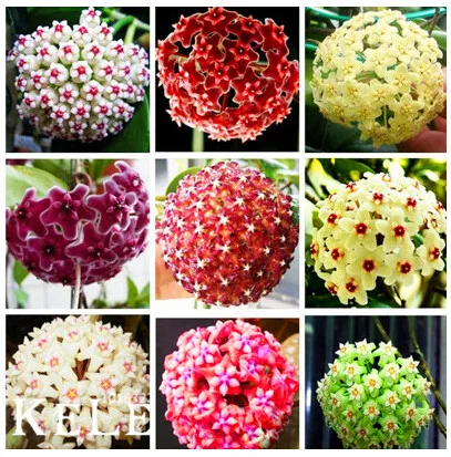 

New Fresh Hoya Bonsai, potted plant hoya carnosa flower flores home garden, 100 pcs/Lot,#MNH4AV