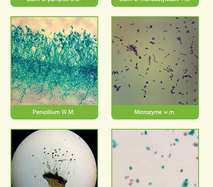 cells Microscope slides (14)