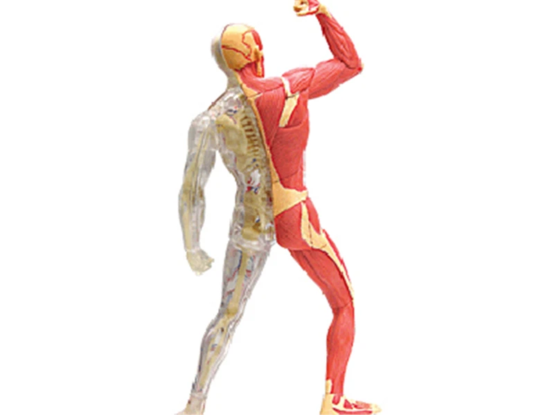 4D собранные человеческие мышцы Anatomy4d мастер головоломка Сборка игрушки человеческого тела орган анатомическая модель для медиков обучающая модель