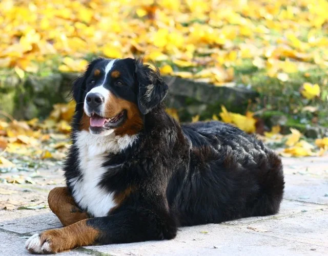 new-arrival-Diamond-painting-embroidery-Puppy-Bernese-Mountain-Dog-crystal-beads-5d-cross-stitch-kits-handwork.jpg_640x640 (7)