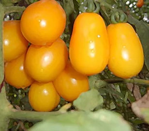 

Milk yellow tomato bonsais 100pcs hot organic vegetable bonsais