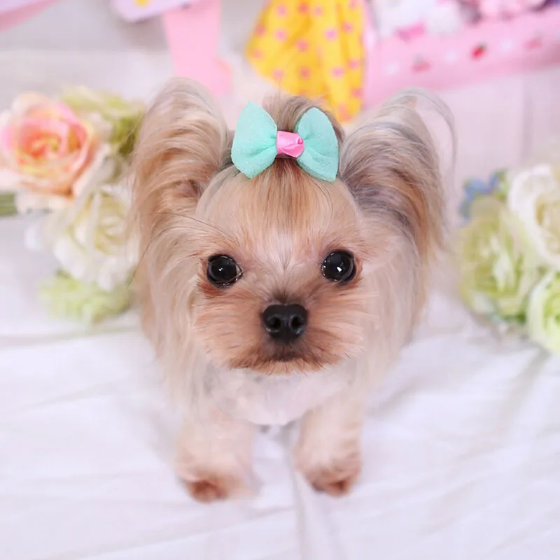 Cute Candy Color Pet Hair Clips Brand Designs Pink Blue ...