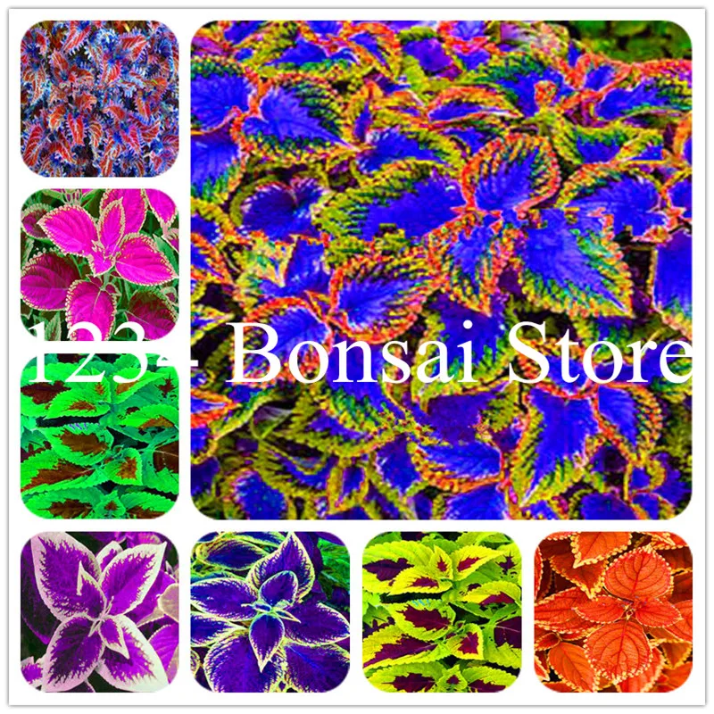 

100 pcs Bonsai Coleus Plants Beautiful Flowering Plants Potted Ponsai Balcony Spell Color Easy to grow DIY Home & Garden