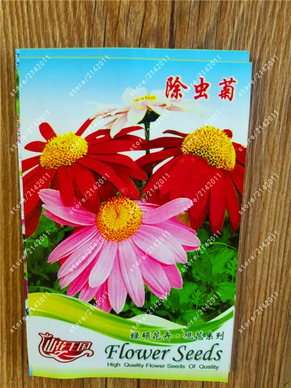 

True Pyrethrum plants Insect Repellent Grass Insecticide Flower for home garden plants 100% real factory package