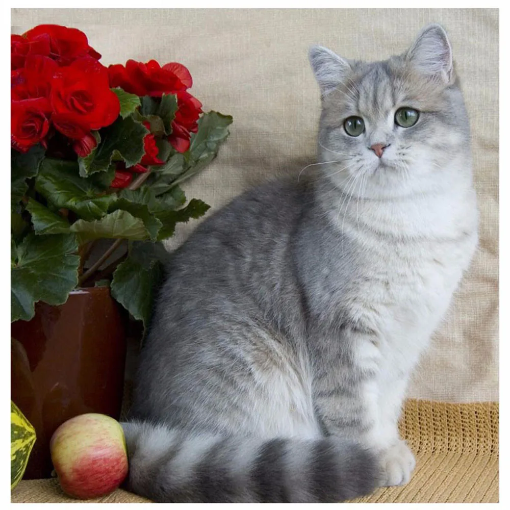

3D DIY Diamond Painting Flower Rose & Cat Full Diamond Embroidery Cross Stitch Floral Needlework Animal Home Decorative MG16A276