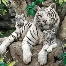 3224 Бенгальский Тигр-краска комплекты номеров для взрослых DIY