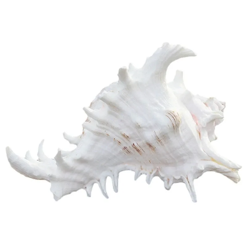 

Free Shipping(1pcs/lot)White Branch Murex Natural Shell & Conch Home Decoration Aquarium Landscaping Shell Ornaments