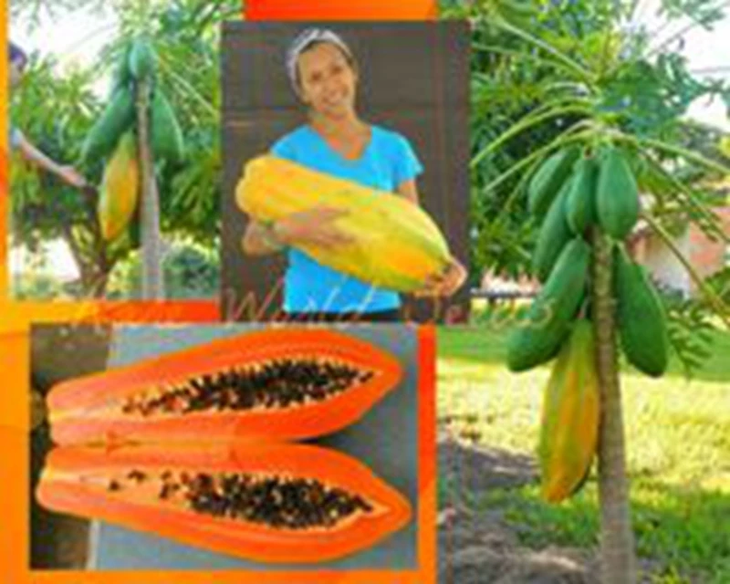 

20pcs/ bag Sweet Maradol Papaya Outdoor Edible Tropical Juicy Jardin Fruit Heirloom Organic Garden Dwarf Fruit Tree Easy Grow