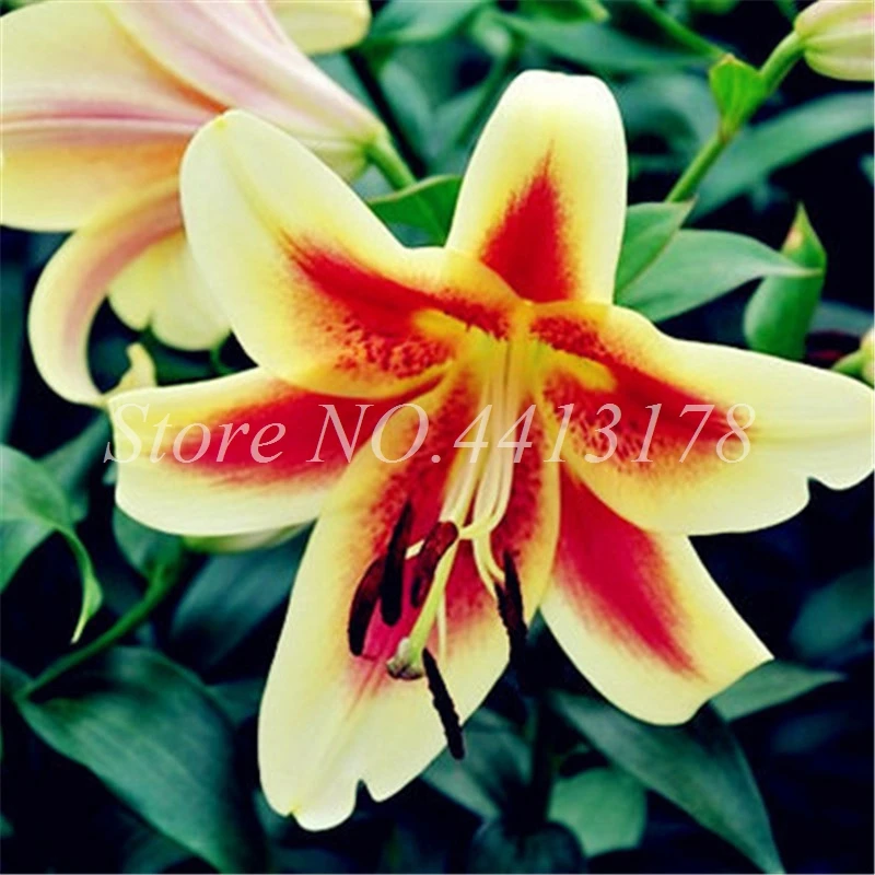Rare Lily Bonsai Not Bulbs Exotic Bonsai Lilium Flower Potted Pleasant Fragrance Plant For Home & Garden Flower Pot 100 Pcs