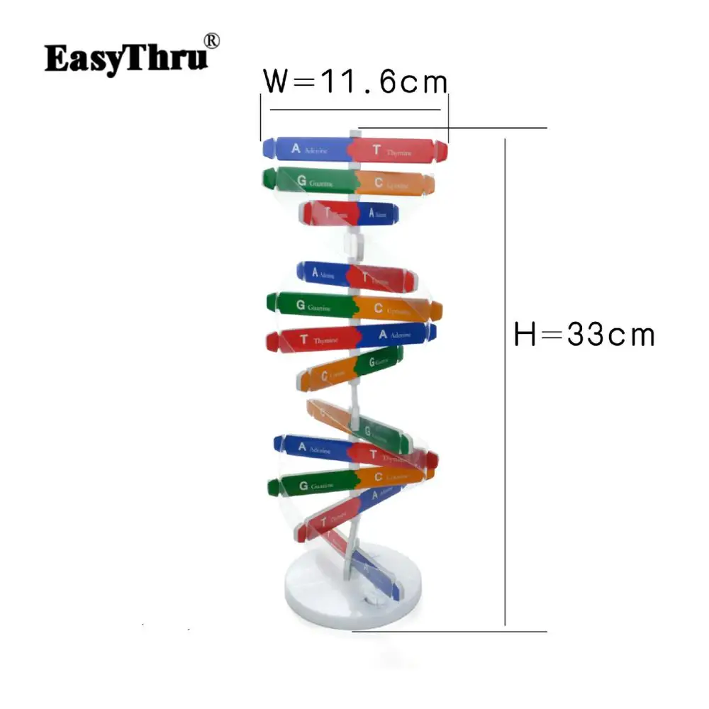 

Human Genetic Model DNA Double Helix Diy Biological Science Experiment Equipment Medical Popular Science Biology Teaching AIDS