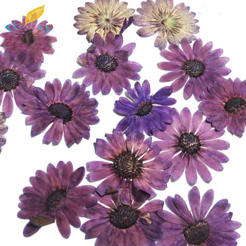 10ピース有色ガーベラの花紫自然乾燥した花アートクラフトしおりグリーティングカード装飾 Natural Dried Flowers Gerbera Flowerdried Flowers Aliexpress
