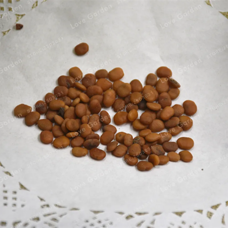 20Pcs Rare Ficus Microcarpa Tree Seeds Pure Bonsai