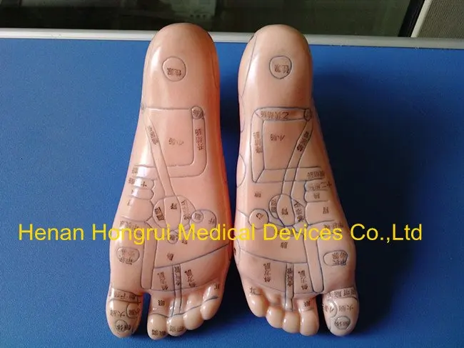 Модель анатомии профессиональный медицинский массаж ног 12 см