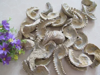 

AAAA+++ Natural Oysters Fossils Mineral Stone Ore Gems Stone Rough Ore Energy Madagascar