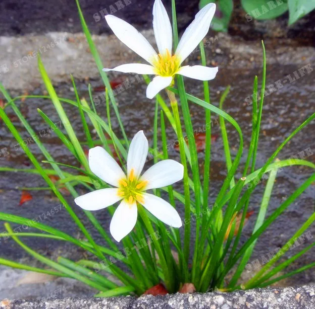 5 Bulbs Color Mixing Zephyranthes Candida Bulbs Bonsai Flower Bulbs Outdoor Plant Natural Growth Bonsai 5 Bulbs Color Mixing Zephyranthes Candida Bulbs Bonsai Flower Bulbs Outdoor Plant Natural Growth Bonsai