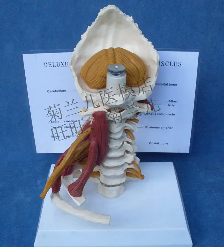 Cervical vertebrae cervical and vertebral body cervical spine human