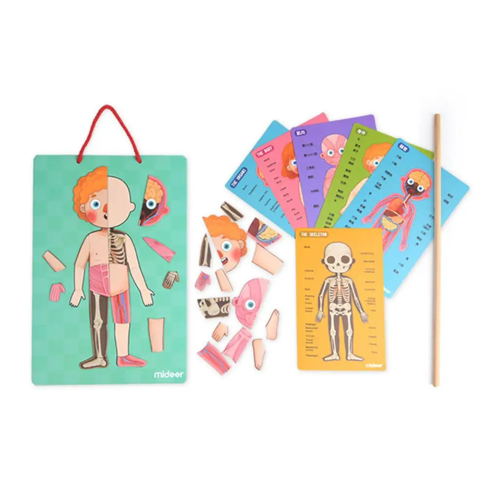 

Children's Early Learning Educational Toys Magnetic Human Body Structure Cognitive Puzzle 4 Layers For Boys And Girls Kindergart