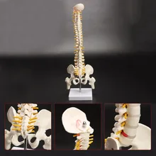 Modèle de squelette avec disque pelvien pour adulte, 45cm, Flexible 1:1, pour le Massage, le yoga, Etc.