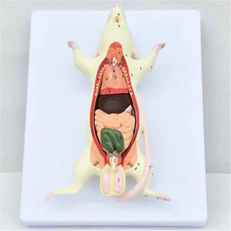 Анатомическая модель мышечных органов мыши медицинские головоломки для сборки
